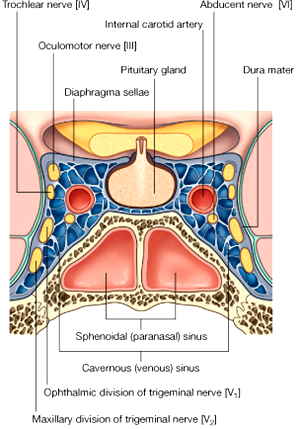 Pituitary and Hypothalamus I - Medical eBooks - Free High Quality